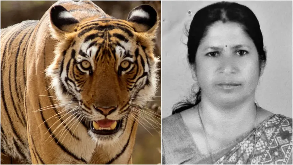 Wayanad tiger attack