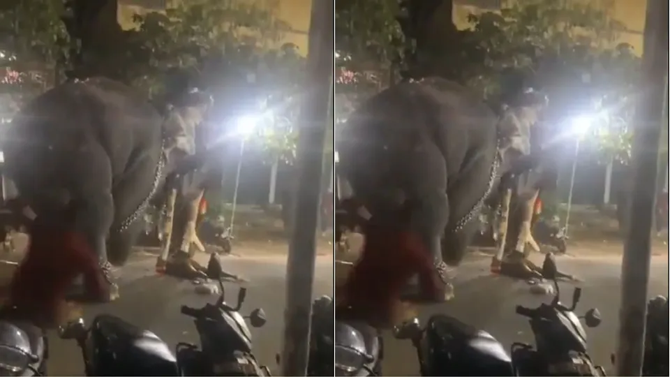 Elephant Kalapakad 
