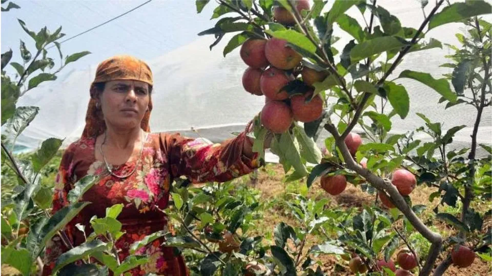 Apple farmer image 