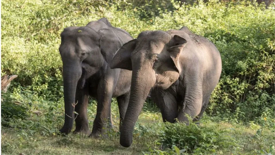 Elephant image