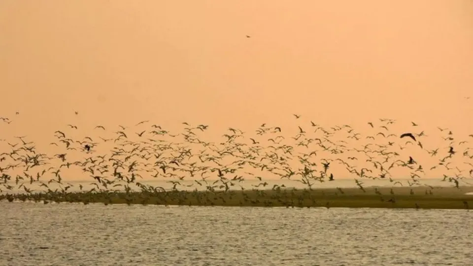 Bhitarkanika Birds Bhitarkanika National Park Migratory Birds