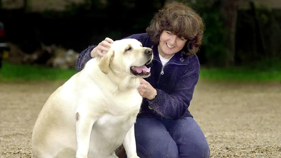Labradors and humans