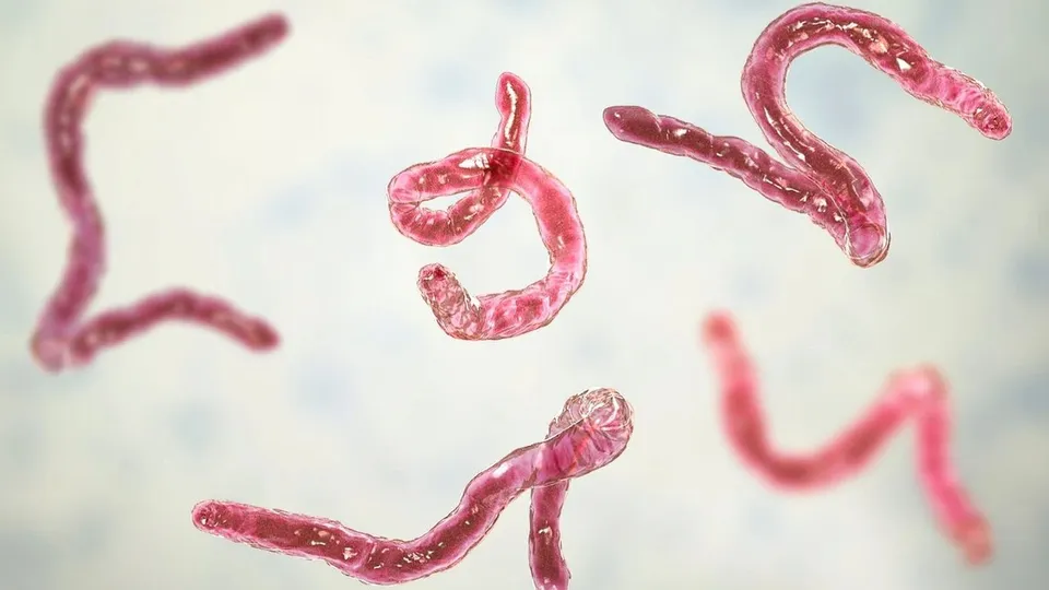 Parasitic Worms Gut Health Threadworms