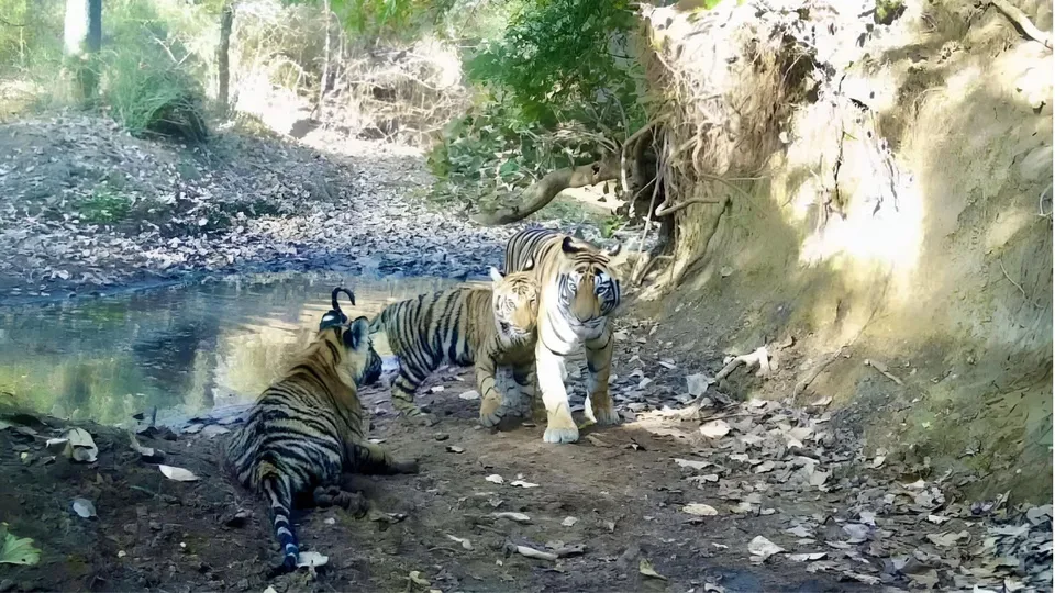 Tigers image 2