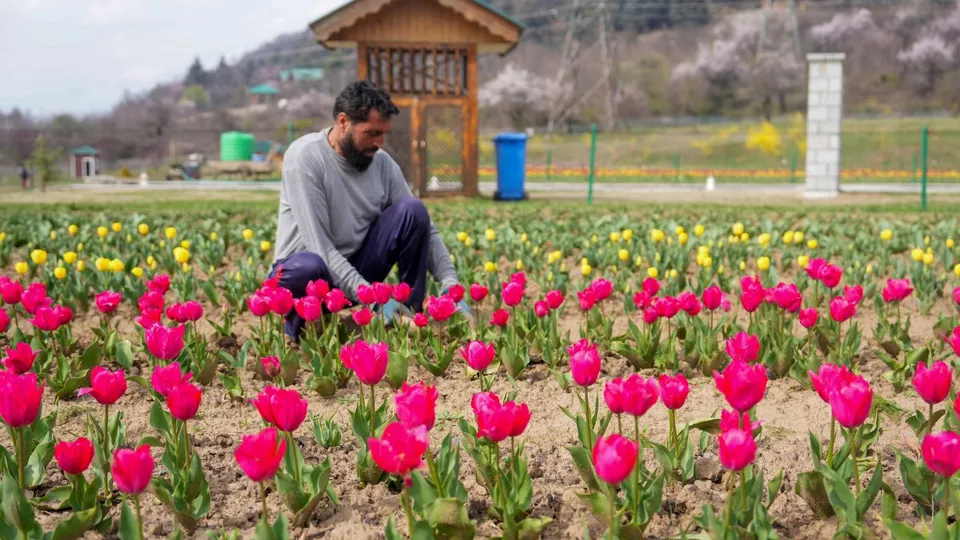 Srinagar Tulip Garden