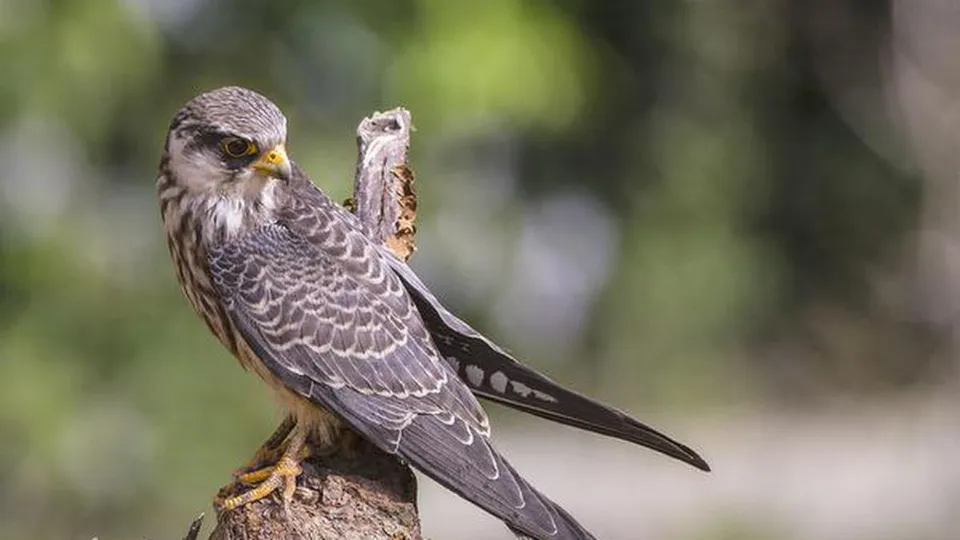 Amur Falcon radio-tagged in Manipur