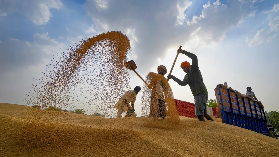 Wheat Grain Paddy Agriculture Harvesting Farmers