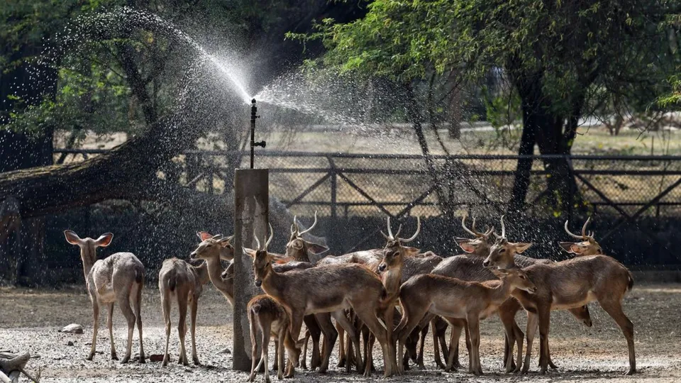 Delhi Deer Park