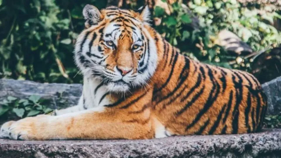 Tigress dies due to bird flu outbreak in UP