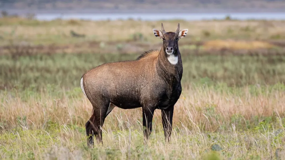 NATRAX Nilgai