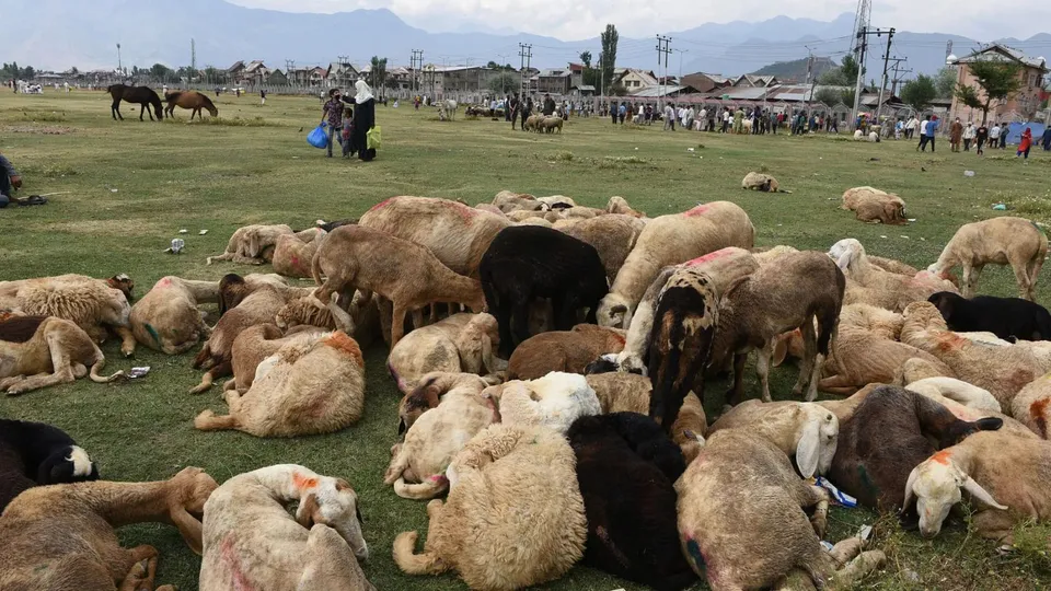 Rajouri Lightning Livestock Death