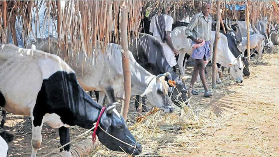 Cow slaughtering 