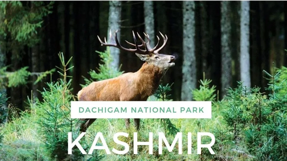 Dachigam National Park