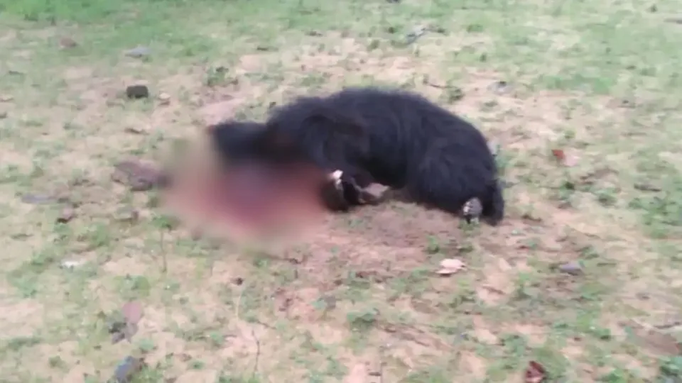 Sidhi Bear Attack