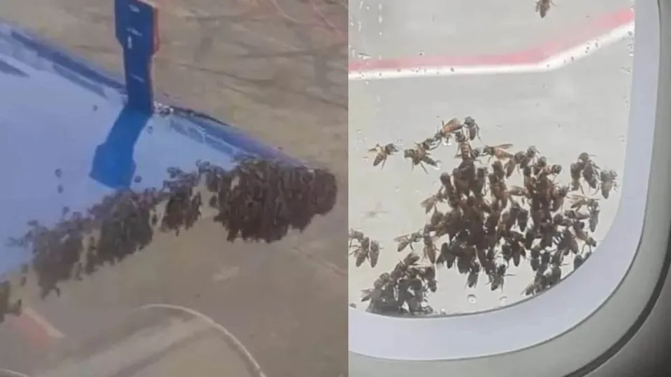 IndiGo Honeybees Attack