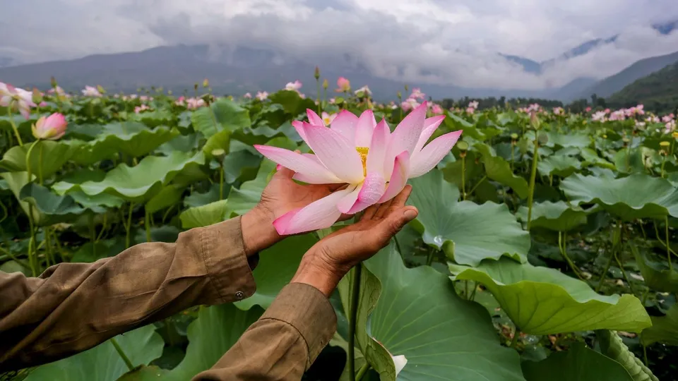 Wular Lake Lotus