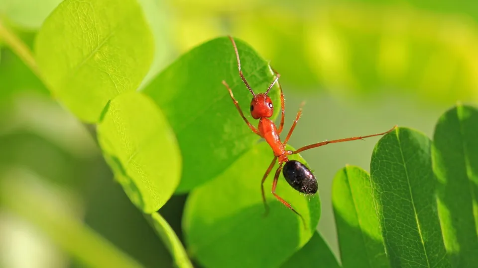 Ants Image