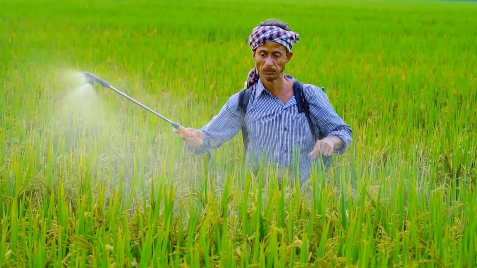 Agriculture PM Kisan Farmer Paddy