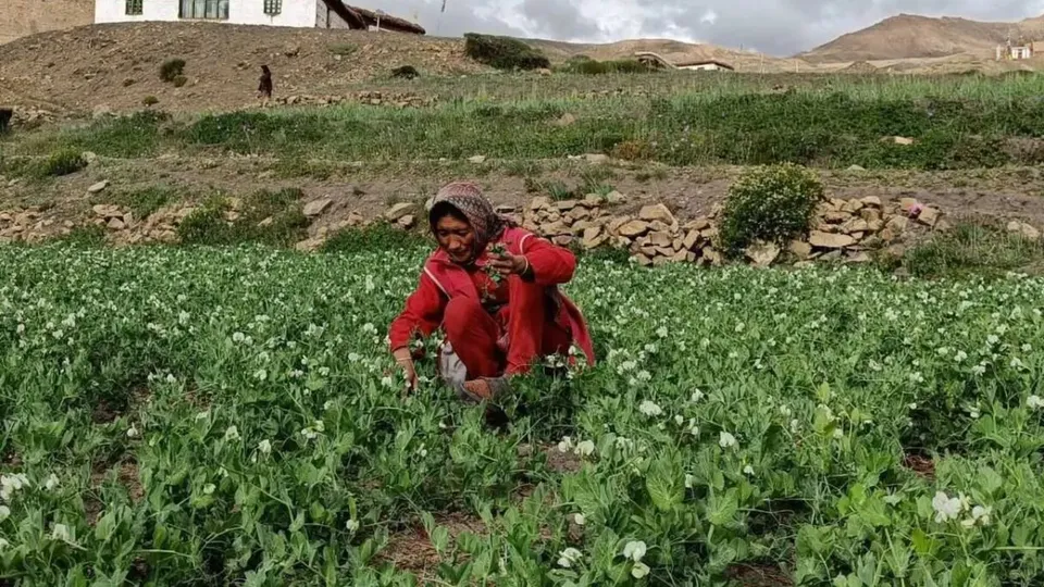 Natural Farming in Himachal Organic Farming