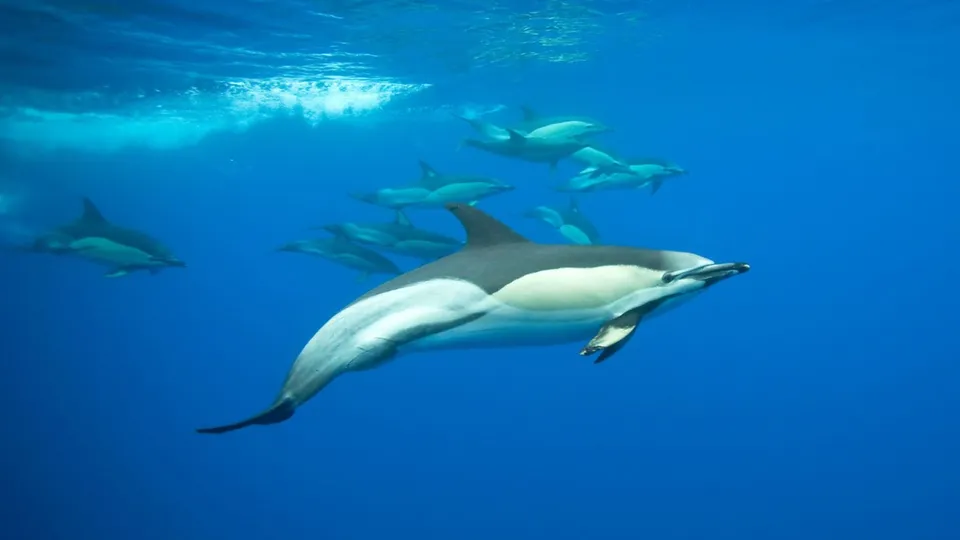 Whales Dolphins Ocean Marine Life