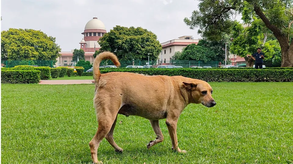 Supreme Court on Stray Dogs