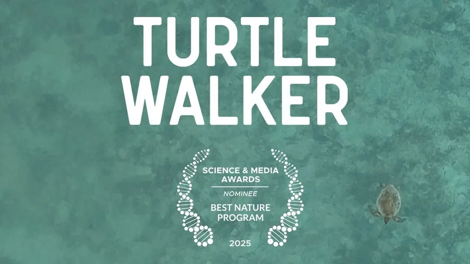 Turtle Walker