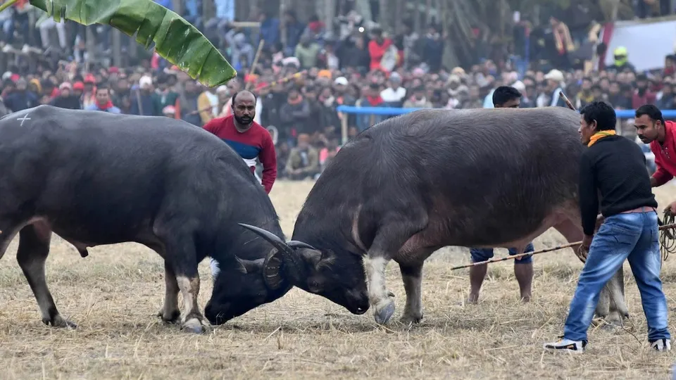 assam buffalo fight