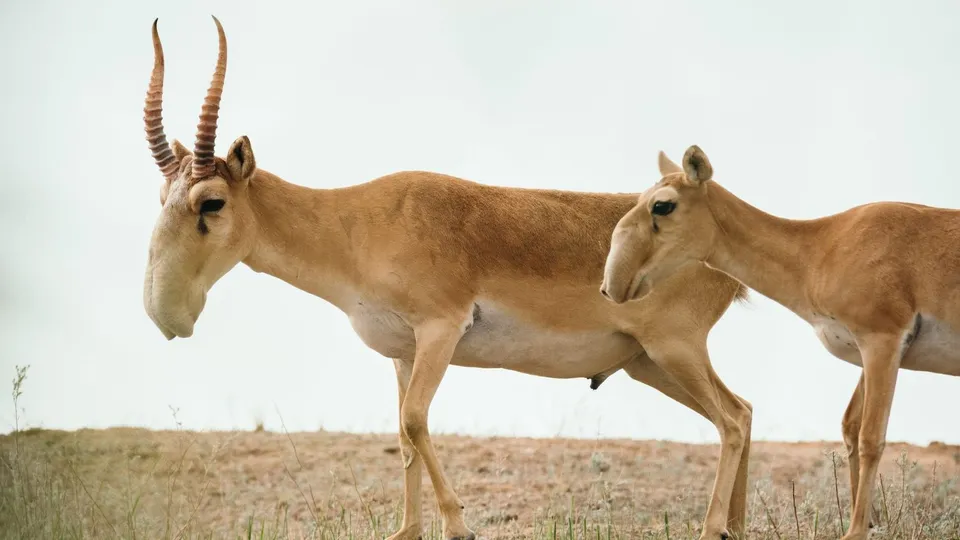 Kazakhstan Saiga Antelope