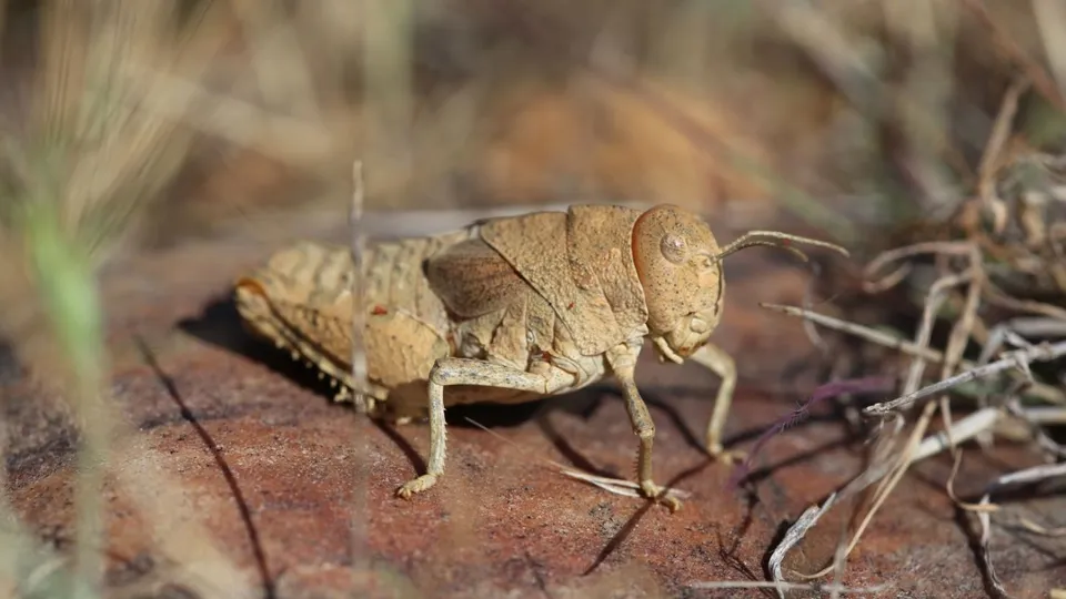 Endangered Species Extinction