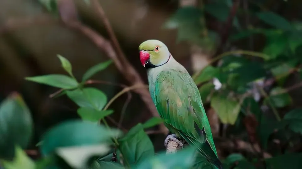 Khargone Parrots Death