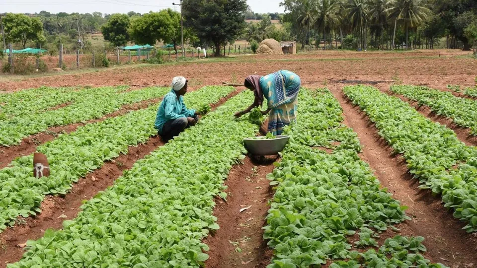 Tobacco Farmers Tobacco Products FAIFA