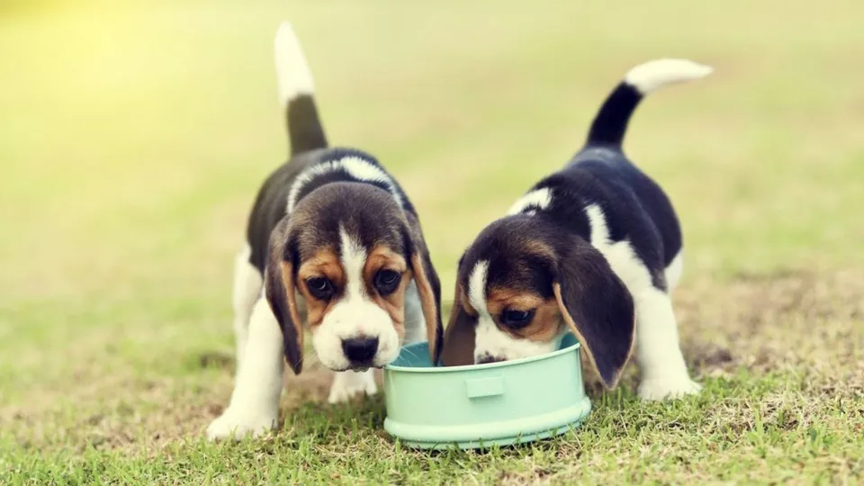 Dogs Dog Image Dog Food Dog Lovers Pet Animal