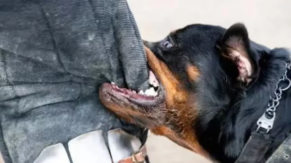 Stray Dog Bites Dog Attacks Dog Menace Stray Dogs Rottweiler