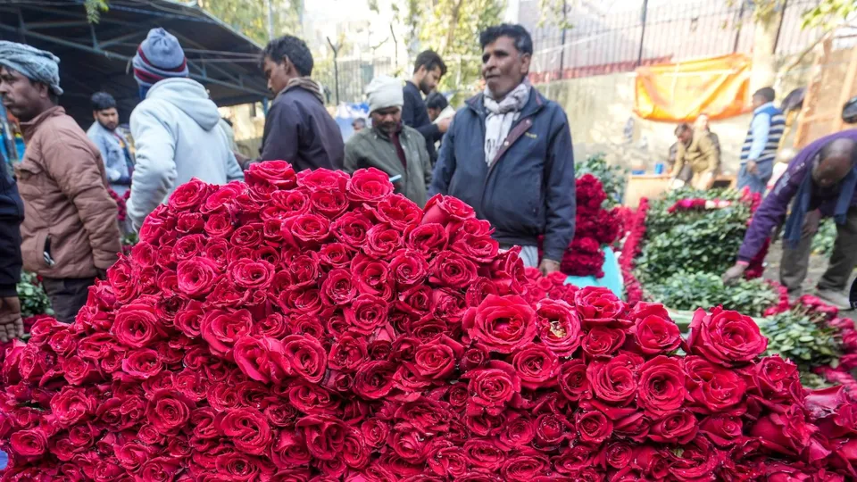 Roses Valentine's Day