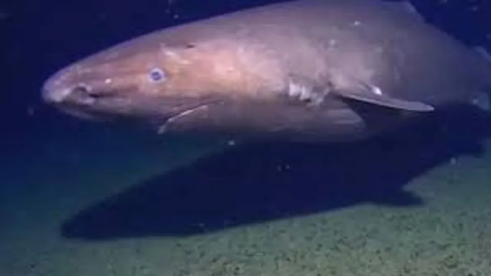 Sleeper Shark Antarctica