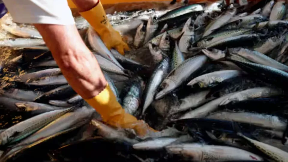 Fish consumption