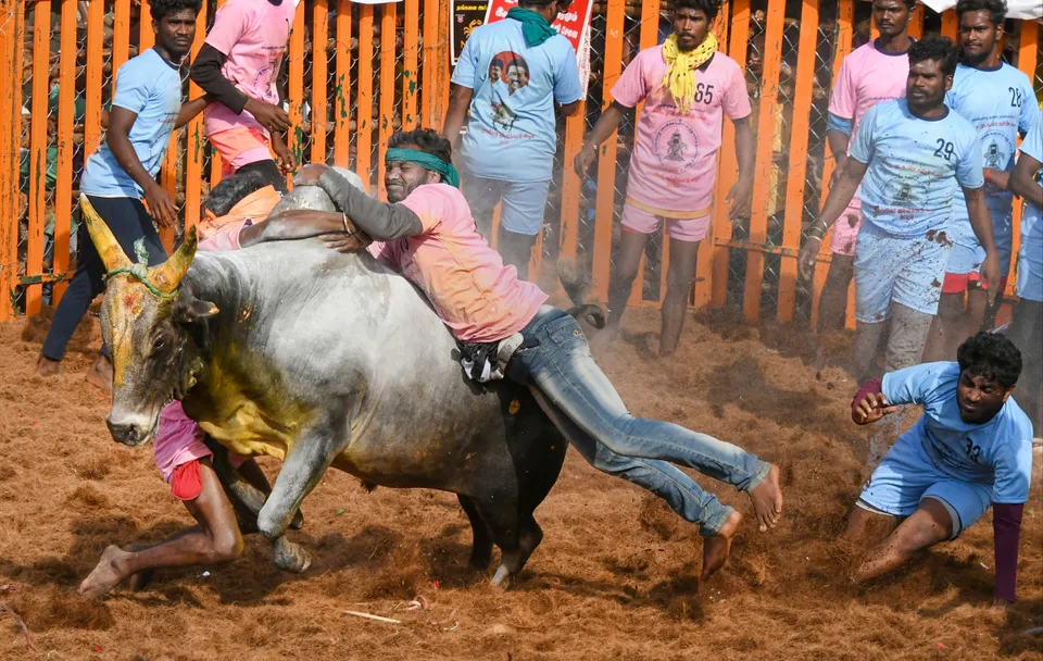 Jallikattu in Madurai Tamil Nadu