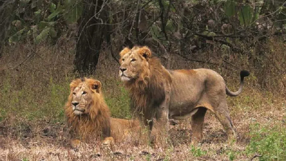 Lions
