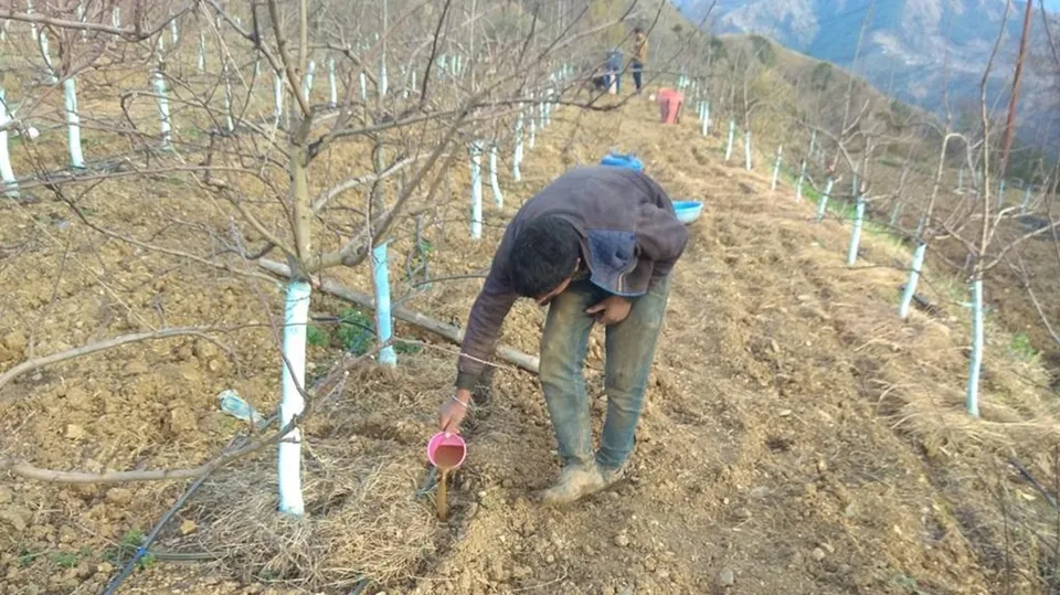 Dry spell rabi harvest