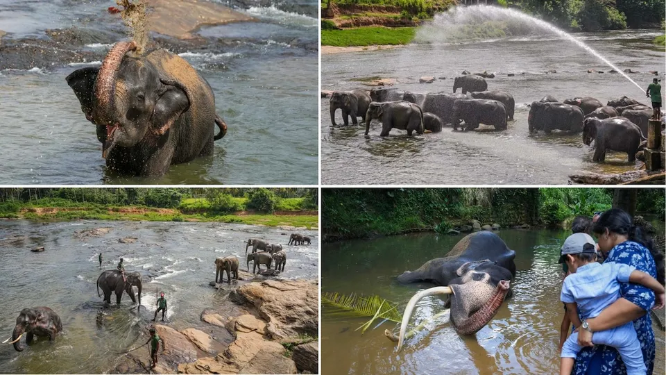 elephants