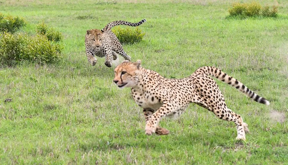 Big cats at Kuno national park