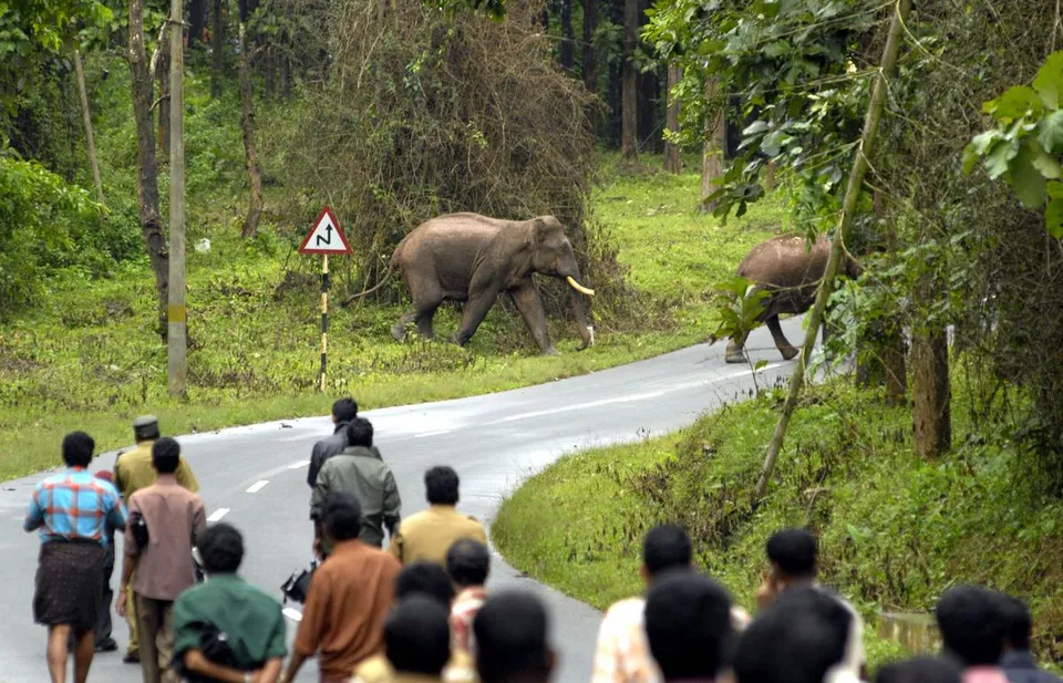 ELEPHANts crossing road.jpg