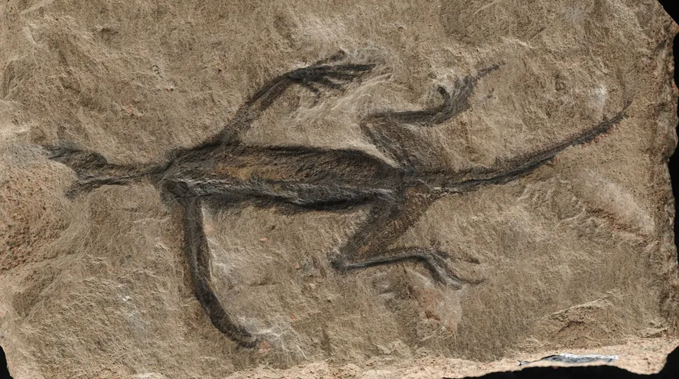 Fossil of a reptile