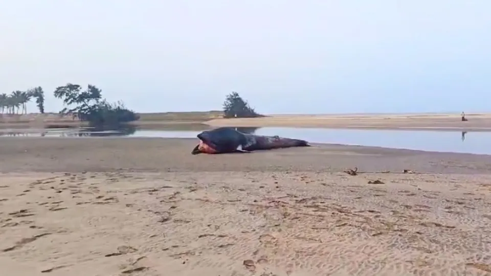 Ratnagiri Whale fish