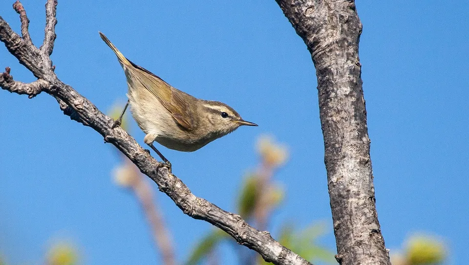Tytler's leaf Warbler.jpg