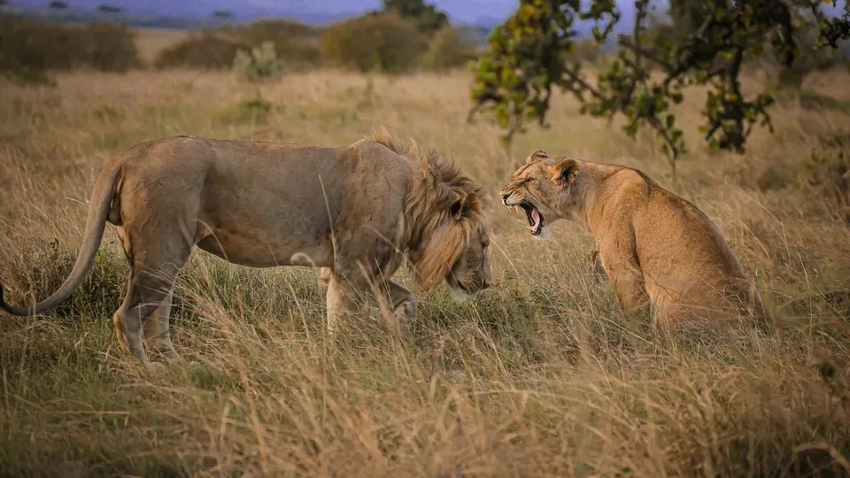 Akbar Sita Lion