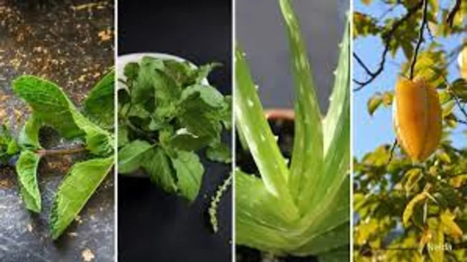 Medicinal Plants in India