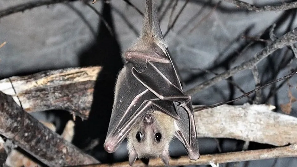 Ukraine Bats