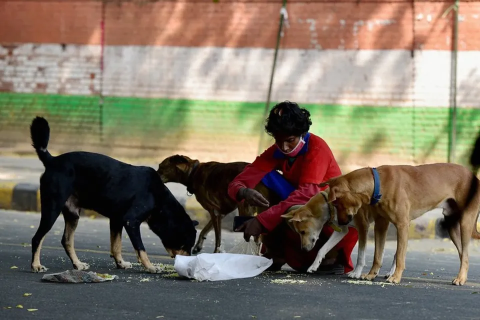 Stray Dogs