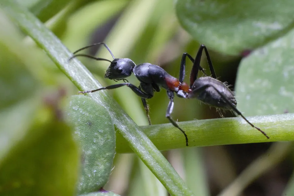 Ants insects